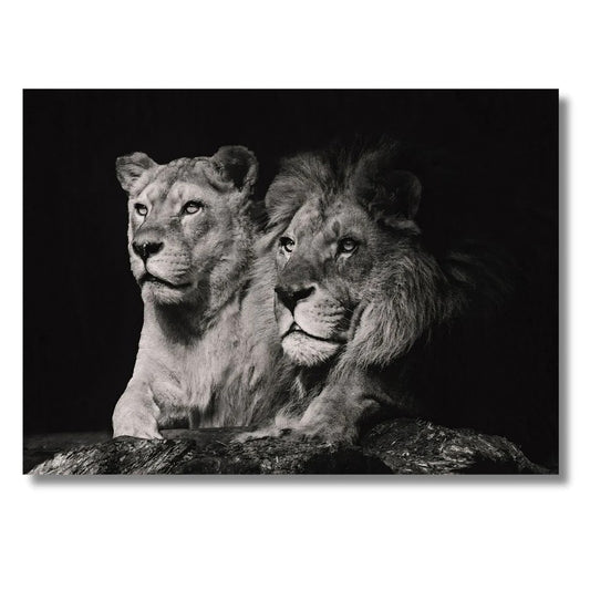 B&W Lion Couple