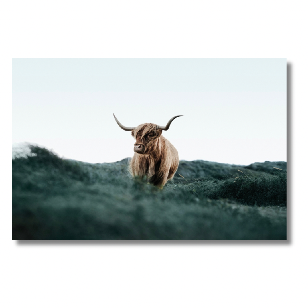 Highland Cattle