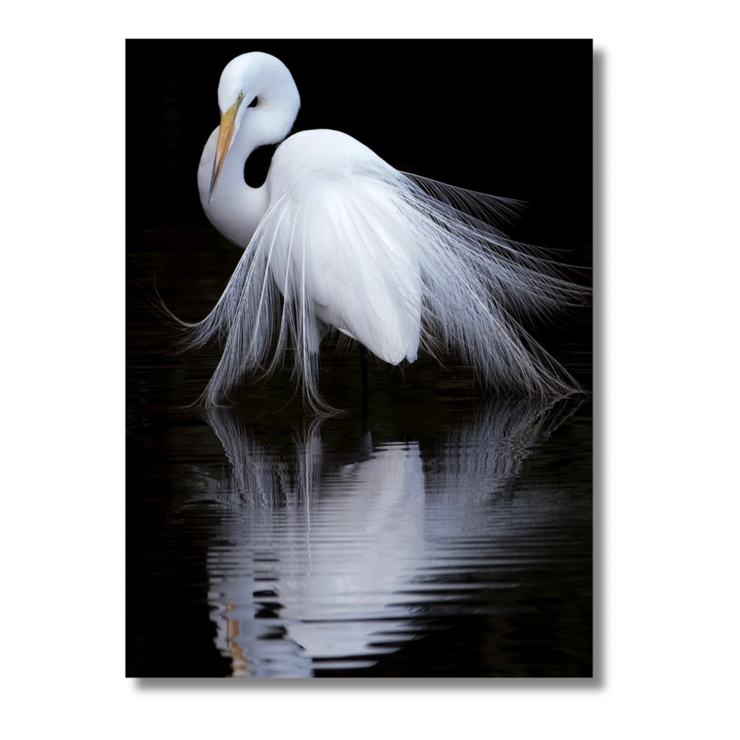 White Heron