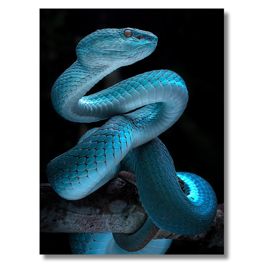 Blue Snake