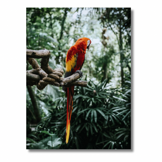 Macaw