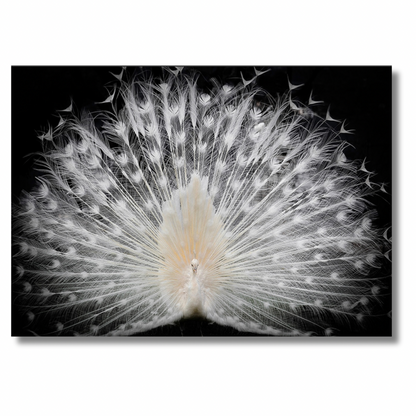 White Peacock