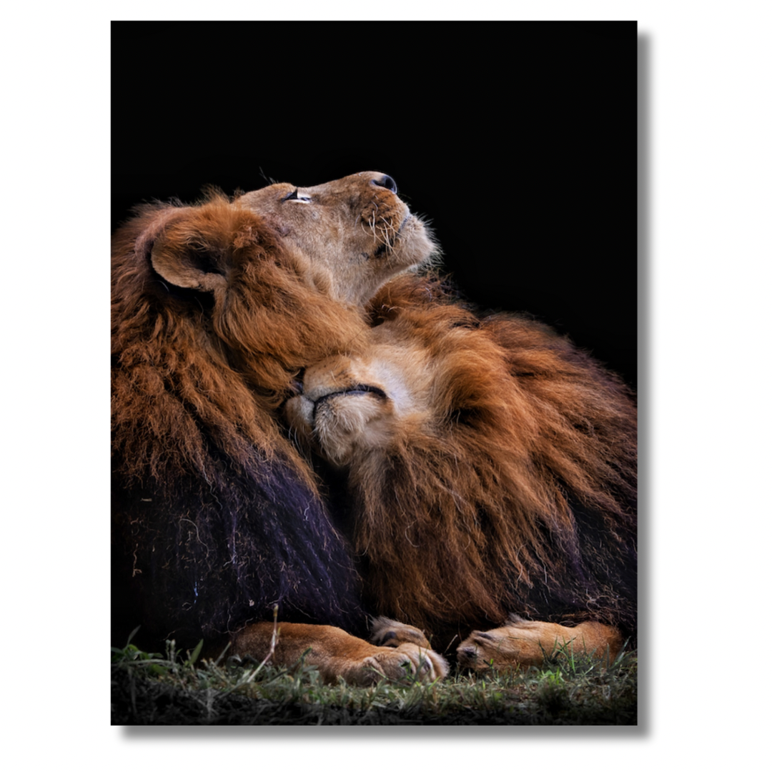 Lions Cuddle