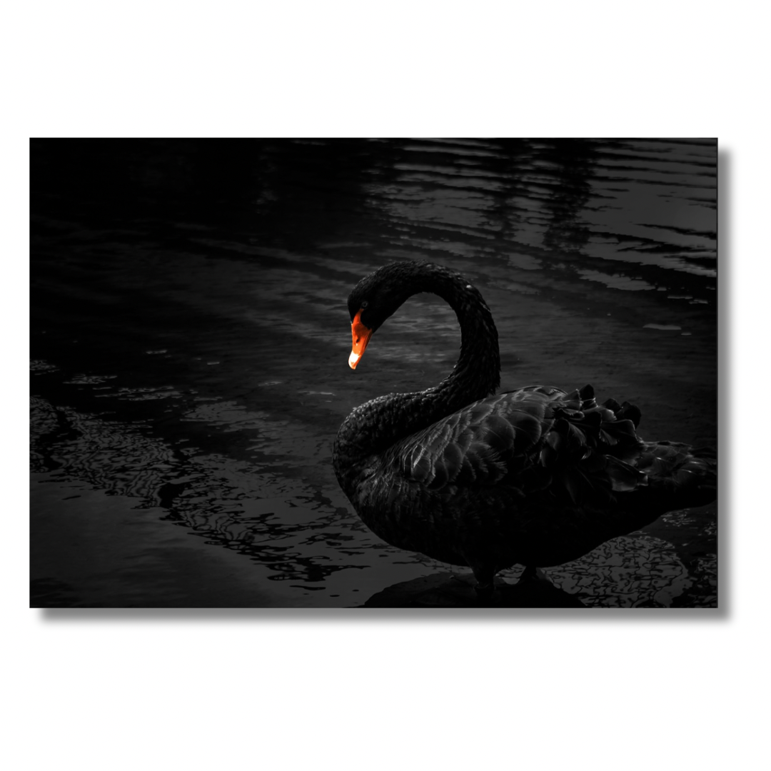 Black Swan