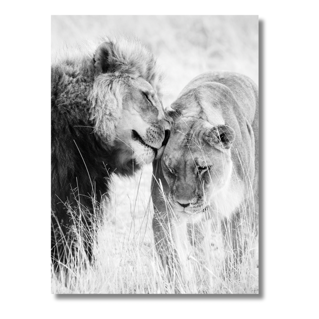 Lion Kiss