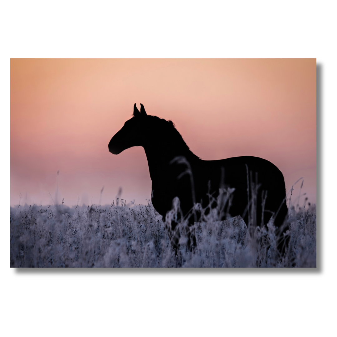 Sunset Horse