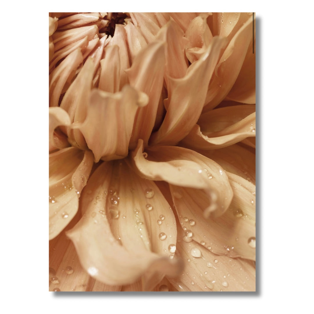 Beige Dahlia