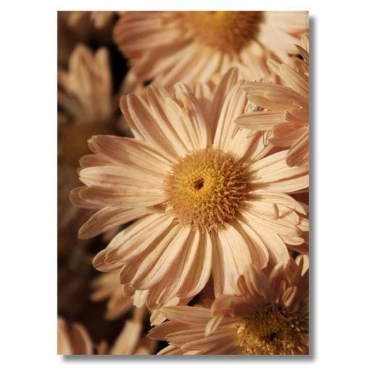 Beige Daisies