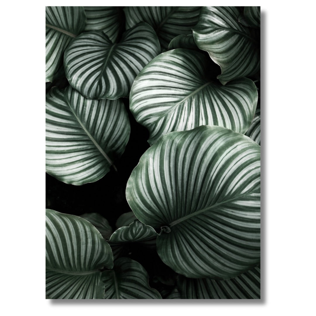 Calathea