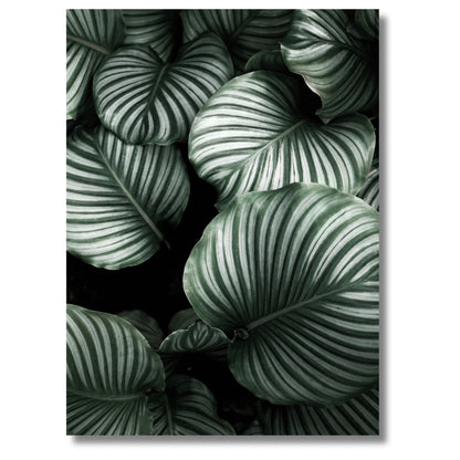 Calathea