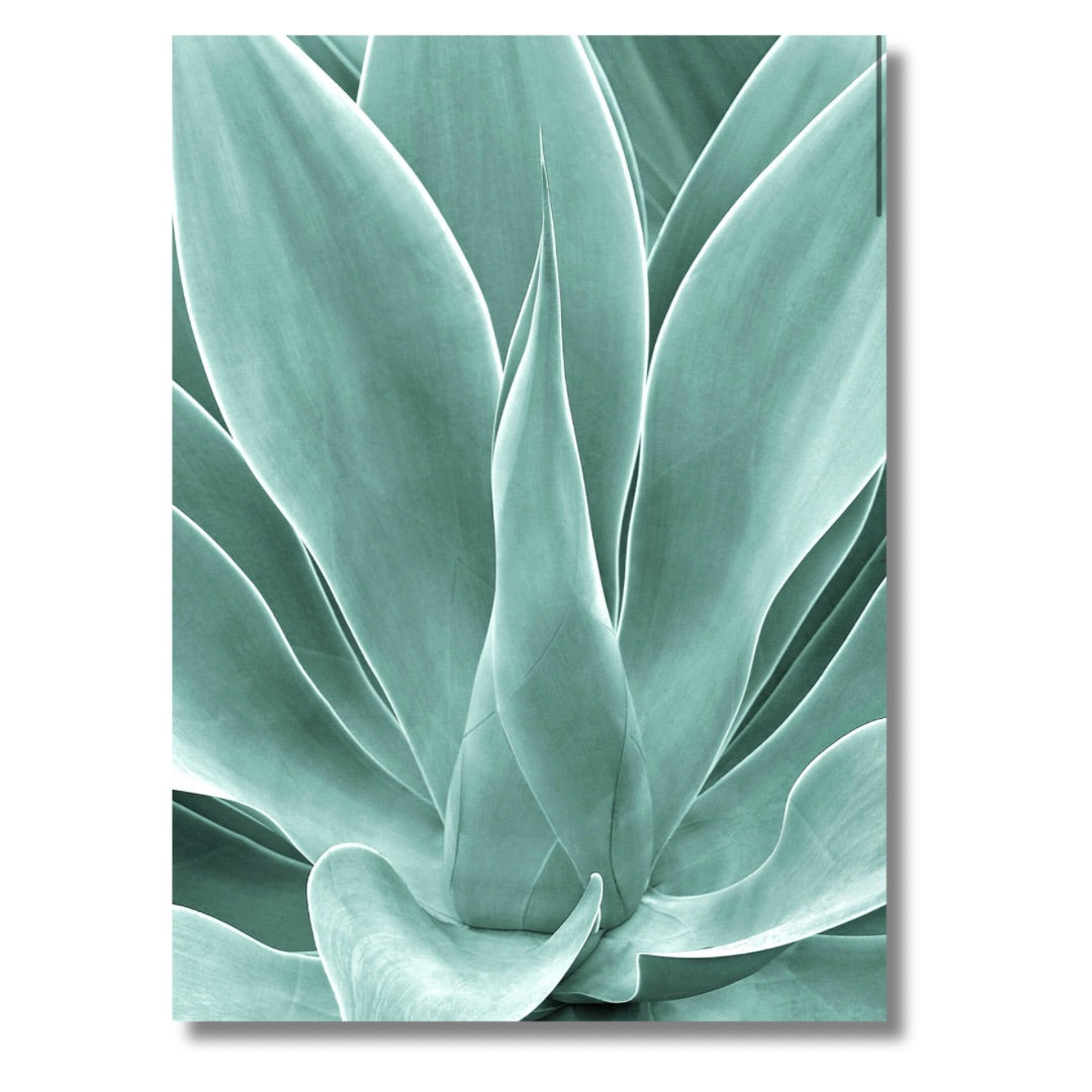 Agave