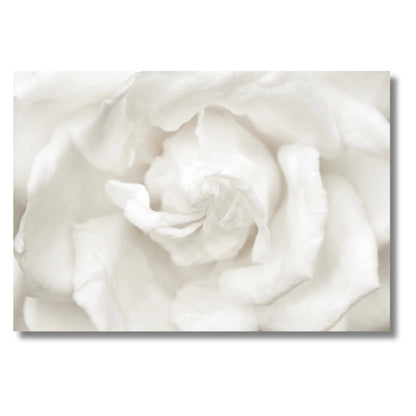 White Rose