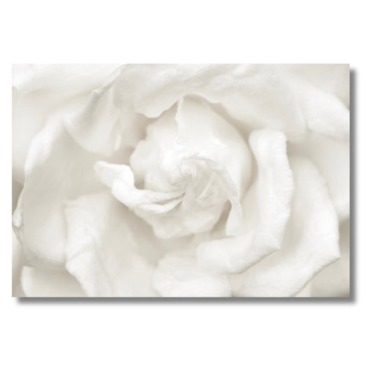 White Rose