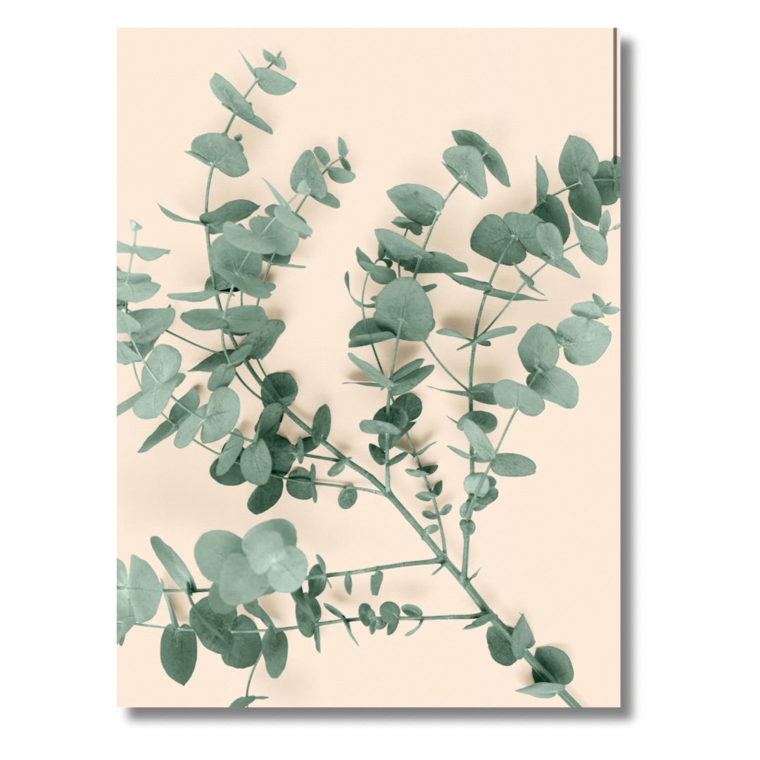 Eucalyptus